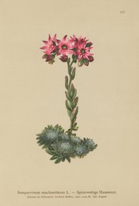 Örümcek Ağı Evileek (Sempervivum arachnoideum, Sedum arachnoideum, Sempervivum sanguineum) by German School