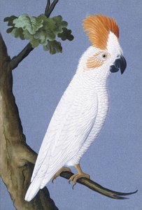 Kakadu, 1750-1800 by German School