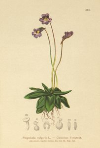 Ortak Butterwort (Pinguicula vulgaris) by German School