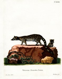 Common Genet (renkli gravür) by German School