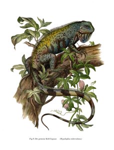 Ortak İguana (renkli lito) by German School