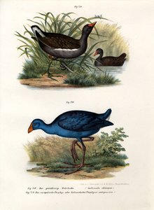 Ortak Moorhen, 1864 by German School