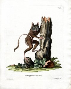 Ortak Fare Opossum (renkli gravür) by German School