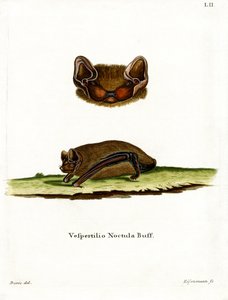 Ortak Noctule Bat (renkli gravür) by German School