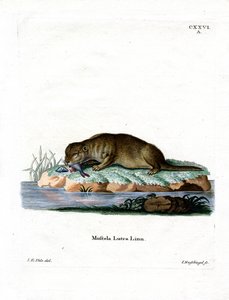 Ortak Otter (renkli gravür) by German School