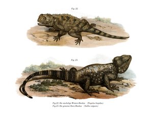 Ortak Dikenli Agama (renkli lito) by German School