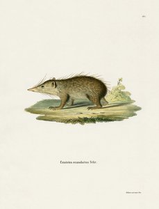 Ortak Tenrec (renkli gravür) by German School