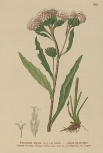 Adi testere (Saussurea alpina) by German School
