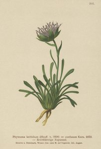 Karışık Rampa (Phyteuma confusum, Phyteuma latifolium, Phyteuma hemisphaericum) by German School