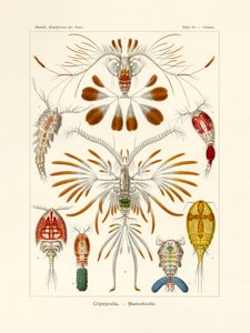 Kopepod, 1899-1904 by German School