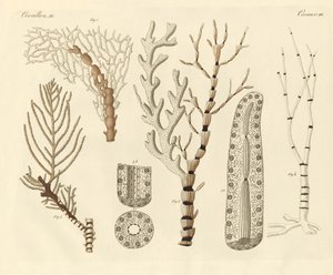 Mercan polipleri (renkli gravür) by German School