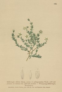 Sürünen Sandwort (Moehringia ciliata, Moehringia polygonoides, Arenaria obtusa) by German School