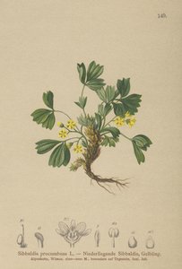 Sürünen Sibbaldia (Sibbaldia procumbens) by German School