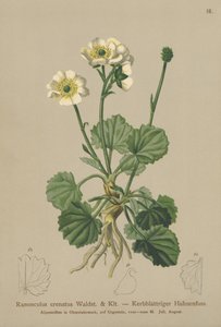 Crenated Crowfoot (Ranunculus crenatus) by German School