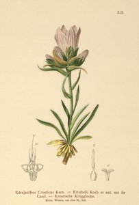 Hırvat Çim Çanı (Edrajanthus Croaticus, Edraianthus croaticus, Edraianthus Kitaibellii, Edraianthus graminifolius, Edraianthus albanicus, Wahlenbergia graminifolia) by German School