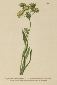 Kaz Ayağı Yapraklı Yaban Tavşanı Kulağı (Bupleurum ranunculoides) by German School