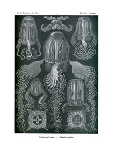 Kubomedusae, 1899-1904 by German School