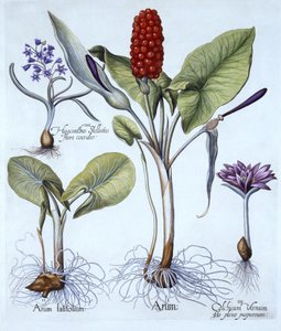 Guguklu Pint, Bahar Çayır Safranı, Yıldız Sümbül, Hortus Eystettensis