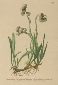 Cudweed (Gnaphalium Carpathicum) by German School