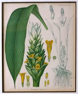 Curcuma longa (zerdeçal), Franz Eugen Kohler tarafından Kohlers Şifalı Bitkilerinden by German School