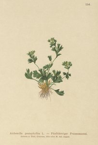 Kesilmiş Yapraklı Kadın Mantosu (Alchemilla pentaphyllea) by German School