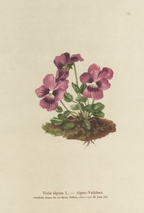 Siklamen, Alp Menekşesi (Viola alpina) by German School