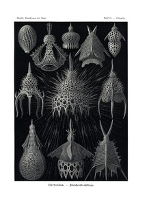 Cyrtoidea, 1899-1904 by German School