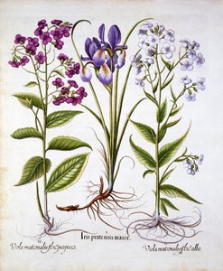 Hortus Eystettensis
