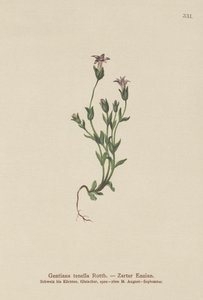 Danimarkalı Cüce Gentian (Gentiana tenella, Gentianella tenella, Comastoma tenellum) by German School