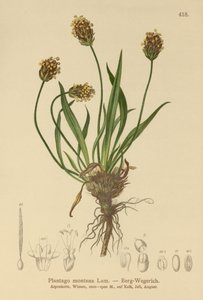 Karanlık Muz (Plantago atrata, Plantago montana) by German School
