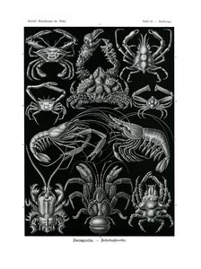 Decapoda, 1899-1904 by German School