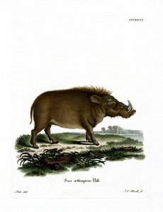 Desert Warthog (renkli gravür) by German School