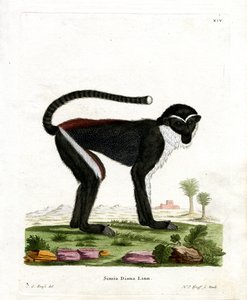 Diana Monkey (renkli gravür) by German School