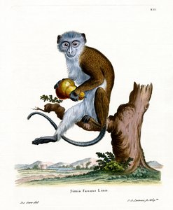 Diana Monkey (renkli gravür) by German School