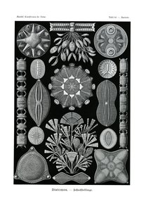 Diatomea, 1899-1904 by German School