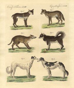 Farklı köpek türleri (renkli gravür) by German School