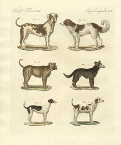 Farklı köpek türleri by German School
