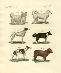 Farklı köpek türleri by German School