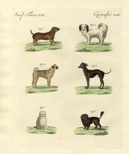 Farklı köpek türleri by German School