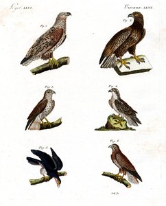 Farklı raptor türleri by German School