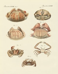 Karides ve yengeç çeşitleri (renkli gravür) by German School