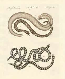 Farklı yılan türleri (renkli gravür) by German School