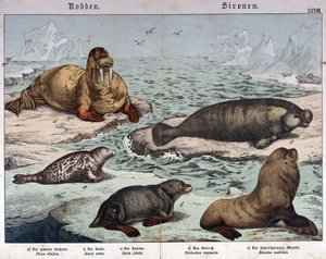 Farklı fok türleri (solda mermer fok), mors (sol üstte) ve deniz aslanları - “Memelilerin doğal tarihi”nde, ed. Schreiber, Münih by German School