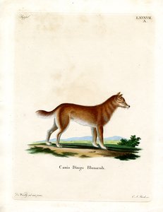 Dingo (renkli gravür) by German School