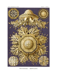 Discomedusae, 1899-1904 by German School