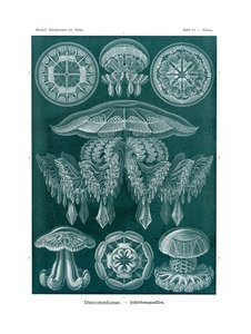 Discomedusae, 1899-1904 by German School