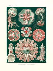 Discomedusae, 1899-1904 by German School
