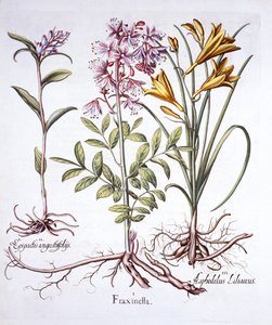 Dittany, White Helleborine ve Yellow Day Lily, Hortus Eystettensis'ten, Basil Besler (1561-1629), pub. 1613 (el renkli gravür) by German School