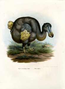 Dodo, 1864 by German School