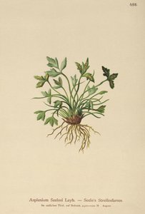Dolomit Dalak (Asplenium Seelosii) by German School